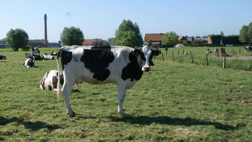 MilkBE neemt het praktische beheer van de Klimrektool voor melkvee op zich, alsook de kostprijs om de tool operationeel te houden.