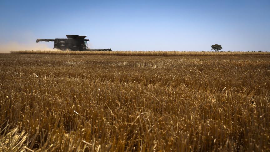 De tarweprijs is sinds het uitbreken van de oorlog eind februari 11% gestegen.