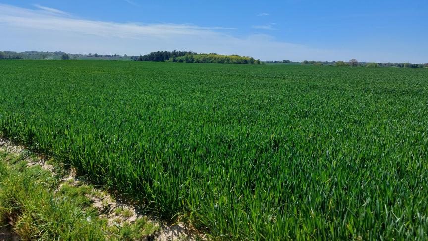 Het ideale stadium voor een bladbescherming in wintertarwe is aangebroken.