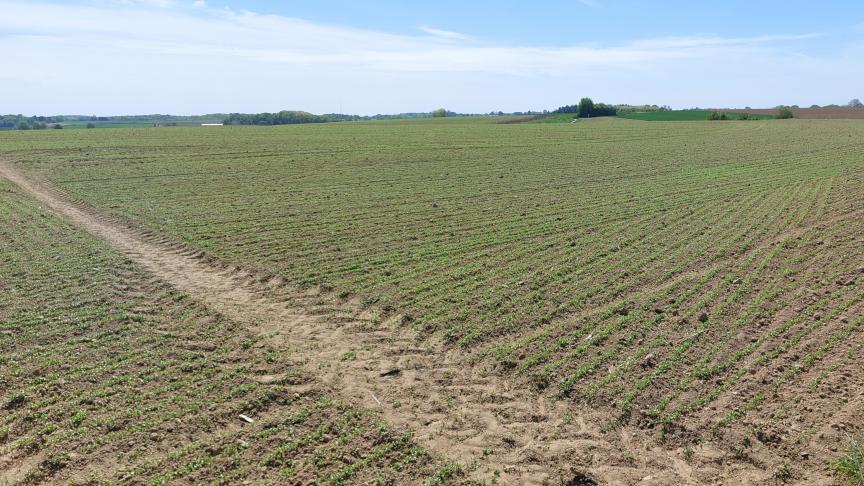 Nu het zomervlas in opkomstfase zit, is een cruciale fase aangebroken om aardvlooien te beheersen.
