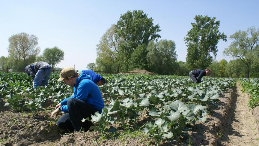 Steunpunt Groene Zorg ontving vorig jaar meer dan 1.150 aanmeldingen voor een zorgtraject op te starten bij een zorgboerderij. Een record.