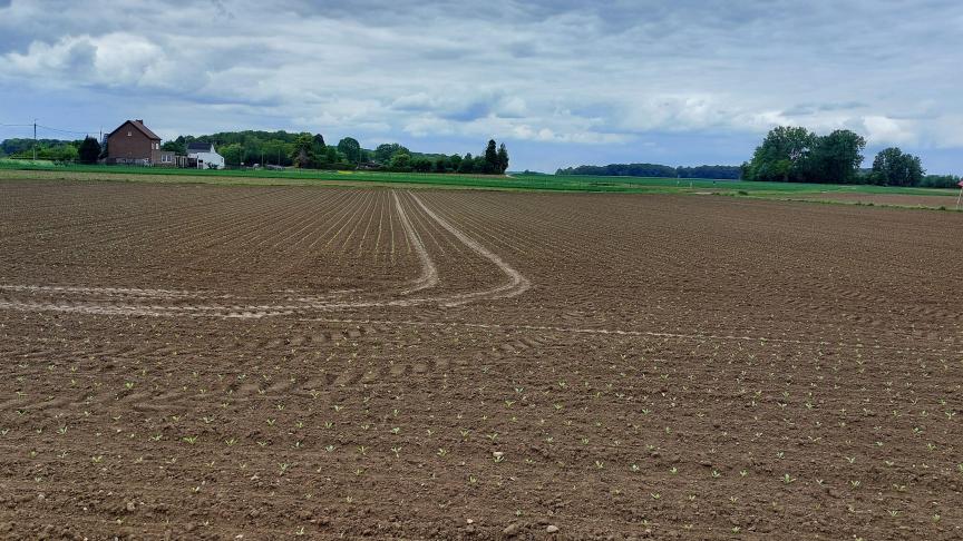 Volgens het KBIVB is de eerste behandelingsdrempel voor groene bladluizen bereikt.