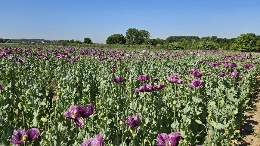 Rassenproef winterblauwmaanzaad in bloei op 14 mei 2025.