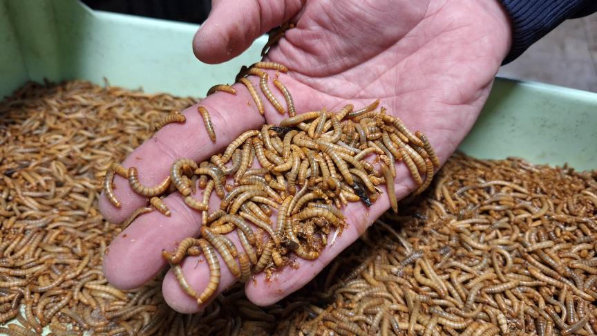Het overschot aan aardappelen had voor een deel kunnen weggewerkt worden als voer voor meelwormen,  maar regels verhinderden dat.