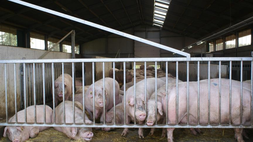 België is een pionier inzake een systeem om de duurzaamheid van varkenshouderijen te beoordelen.