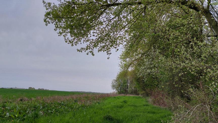 De laatste jaren worden typische Vlaamse landschapselementen vaak illegaal vernietigd.