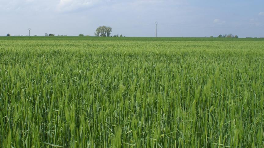 In de huidige richtlijnen is er geen subsidie wanneer het faunamengsel wordt ingezaaid na een winterteelt, zoals wintergerst.