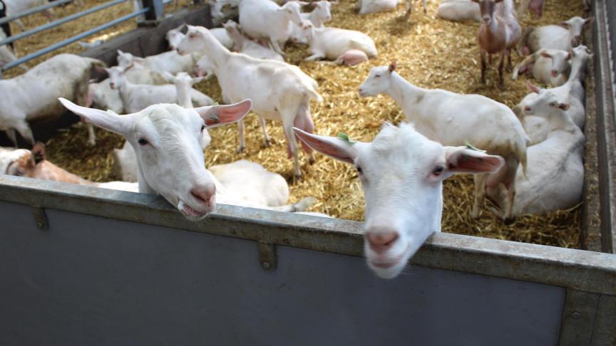 Voor geiten is het sinds 1 januari verplicht om alle antibiotica te registreren.