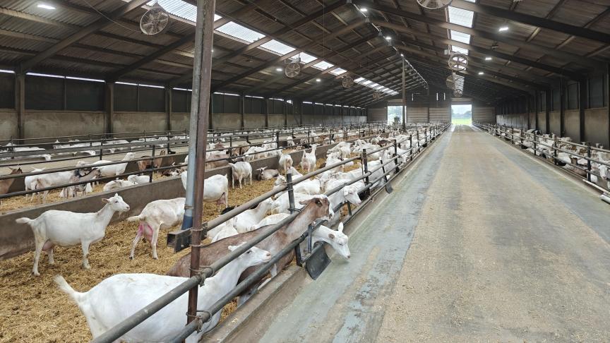 Stallen voor melkgeiten zijn potstallen met natuurlijke ventilatie.