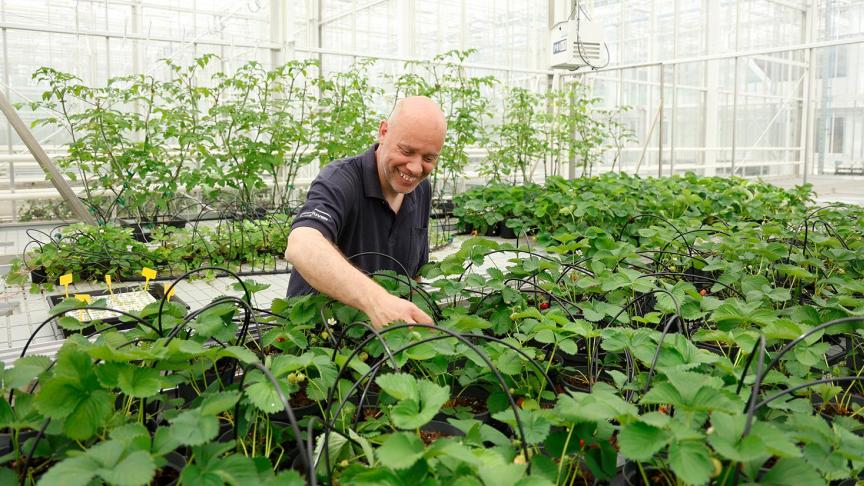 Onderzoekers kunnen in het complex gewassen zoals aardbei, banaan, peer en witloof onder gecontroleerde omstandigheden bestuderen.