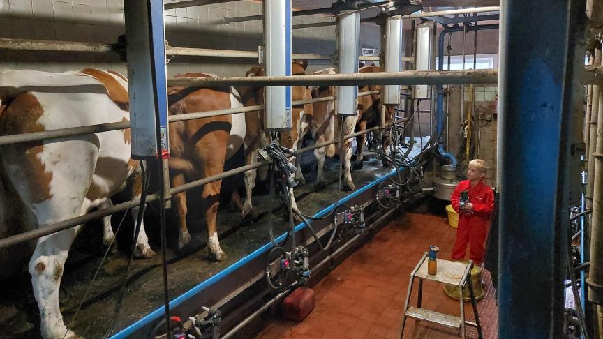 Belgische melkveehouders realiseerden een hoge productie begin dit jaar.