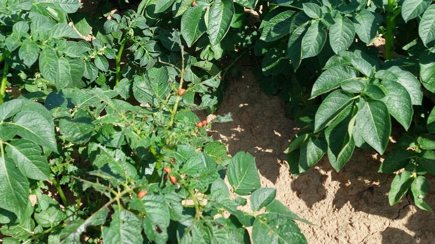 GreenLight Biosciences verkrijgt een noodtoelating voor een insecticide dat de coloradokever bestrijdt.