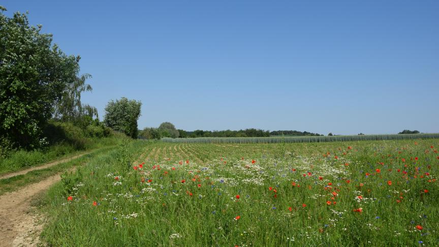 Om de tweede ‘Koperen Kievit’-award te bemachtigen zijn er 5 landbouwers genomineerd.