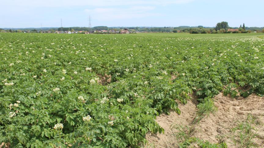 Het areaal aardappelen  nam vorig jaar toe met 7,2%.