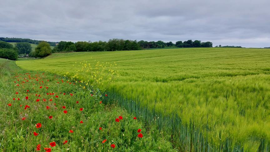 Minister Brouns wil  dat landbouwgrond in  de eerste orde aan  landbouwers wordt  aangeboden.