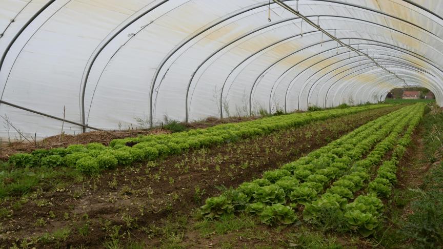 De biologische groenteteelt in Vlaanderen botst op verschillende barrières.
