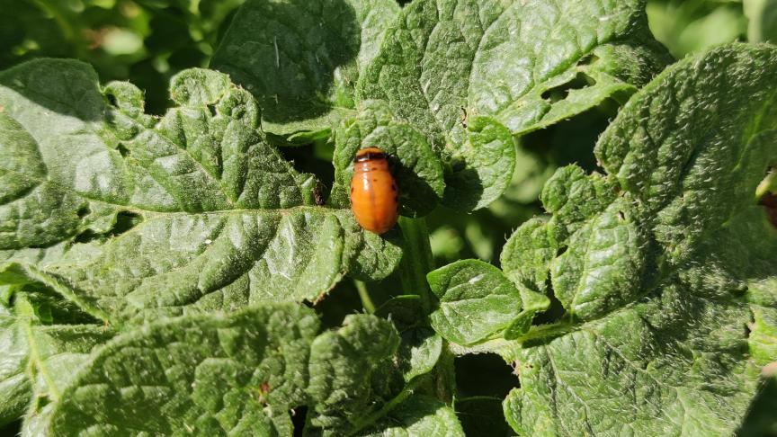 Calantha wordt ingezet voor de bestrijding van de coloradokever in de aardappelteelt.