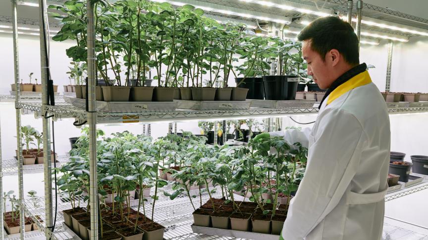 In zijn plantenlaboratorium kweekt het Gentse agrobiotechnologiebedrijf Biotalys planten om zijn schimmel- en insectenbestrijders op te testen.