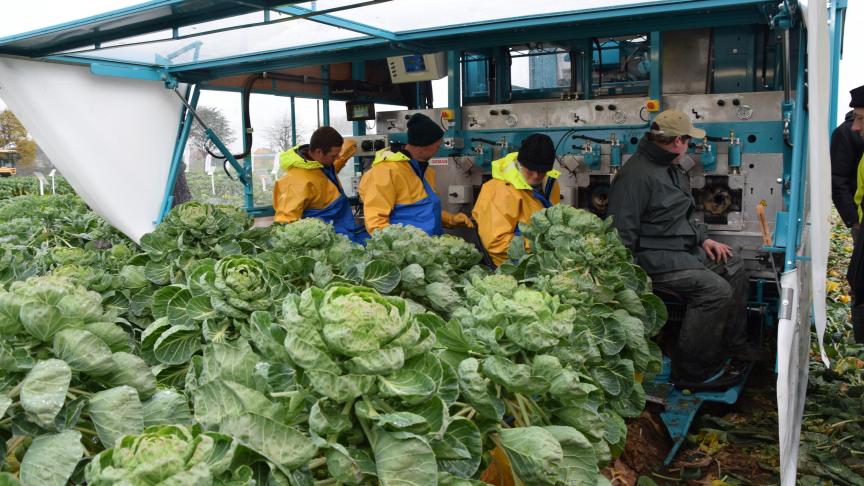 Landbouwers moesten hun planten al bestellen, nog vóór duidelijk was hoeveel volumes effectief zouden worden gecontracteerd.