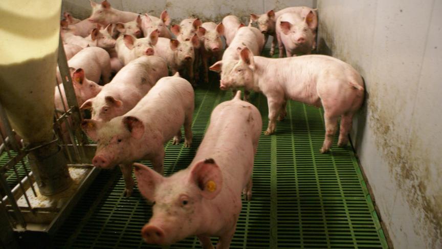 Bij biggen met dit varkenssyndroom uit het verlies zich voornamelijk door speendiarree, verlies van uniformiteit en dus biggen van lagere kwaliteit.