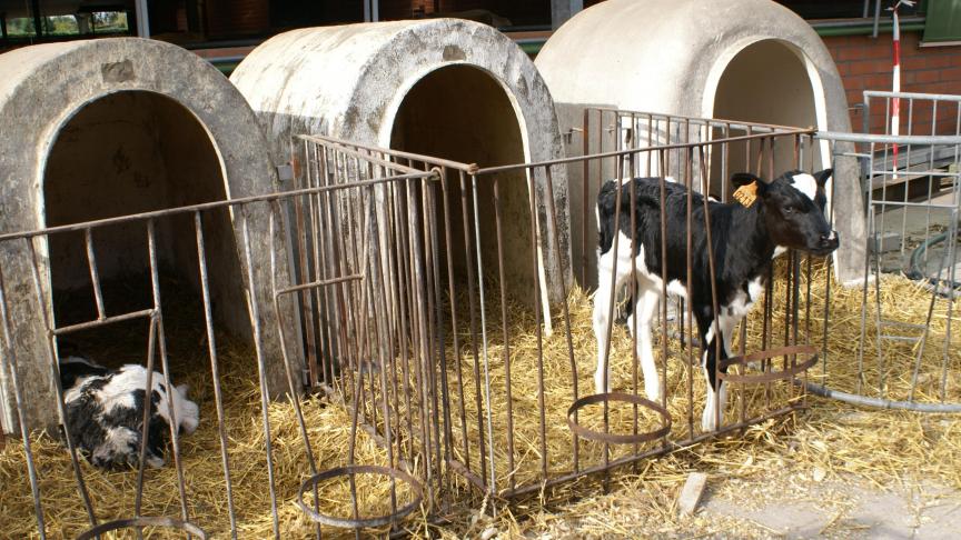 Kalverhokken en -hutten komen intensief in contact met mest, urine, melkrestanten en strooisel. Deze organische materialen vormen een ideale omgeving voor bacteriën en andere kiemen.
